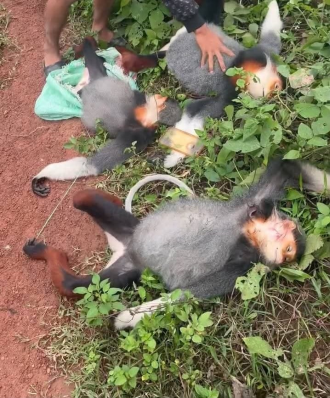 Five Arrested for Killing Endangered Langurs in Xe Xap National Park